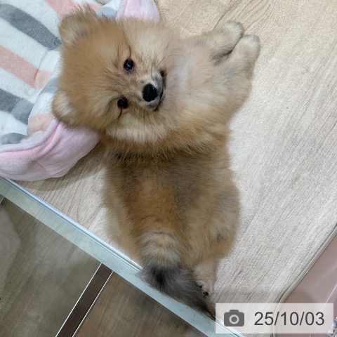 ポメラニアンの写真