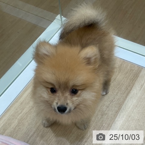 ポメラニアンの写真