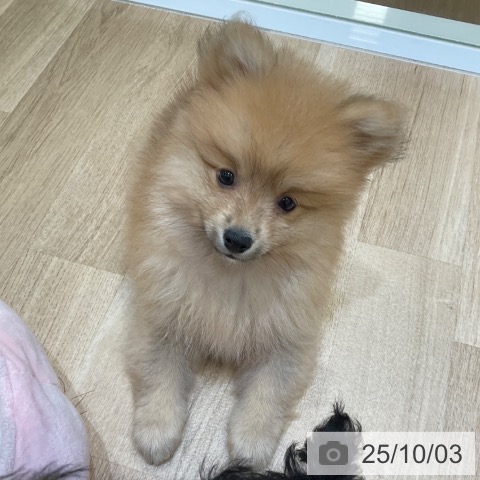 ポメラニアンの写真
