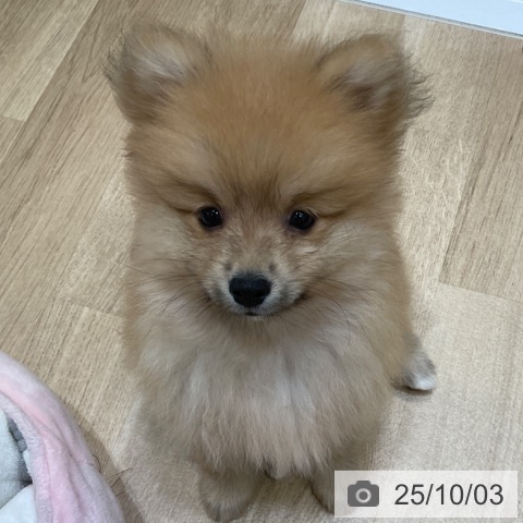 ポメラニアンの写真