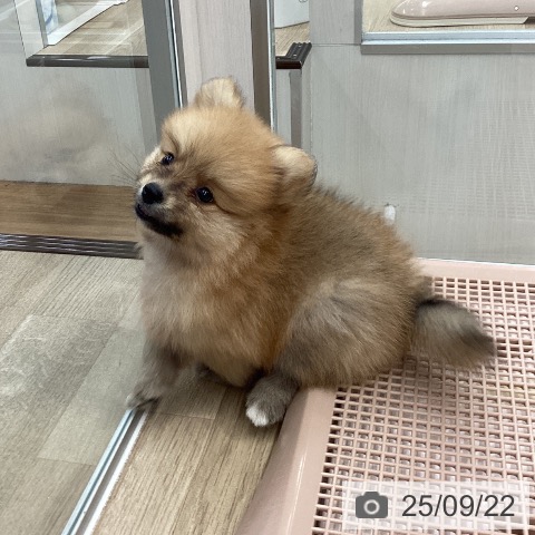 ポメラニアンの写真