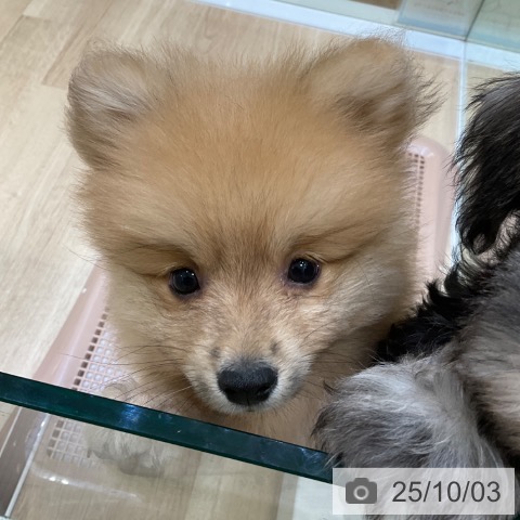 ポメラニアンの写真