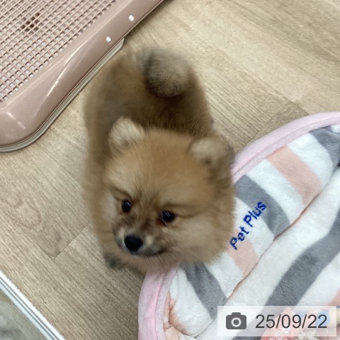ポメラニアンの写真