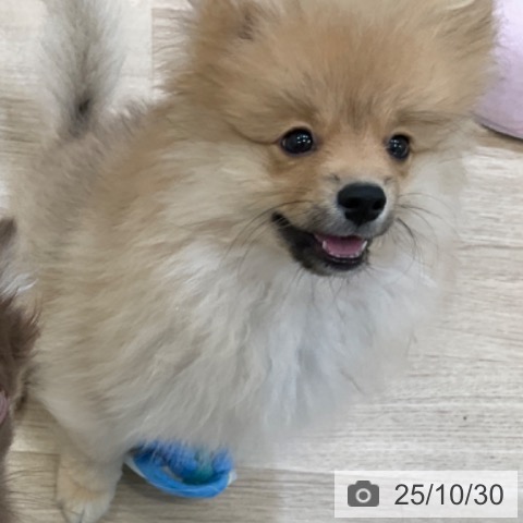 ポメラニアンの写真