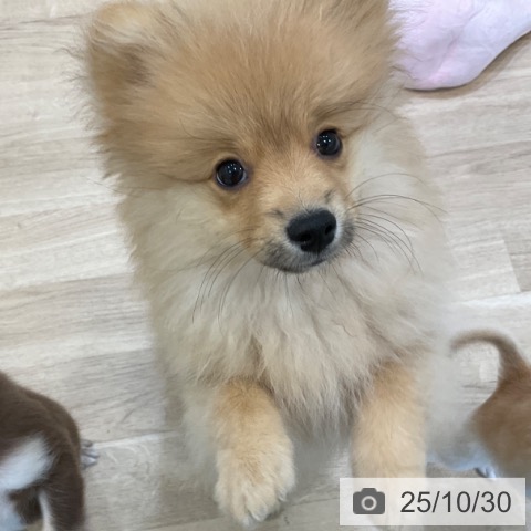 ポメラニアンの写真