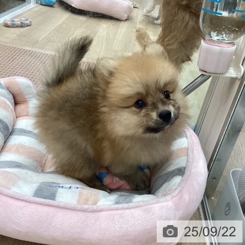 ポメラニアンの写真