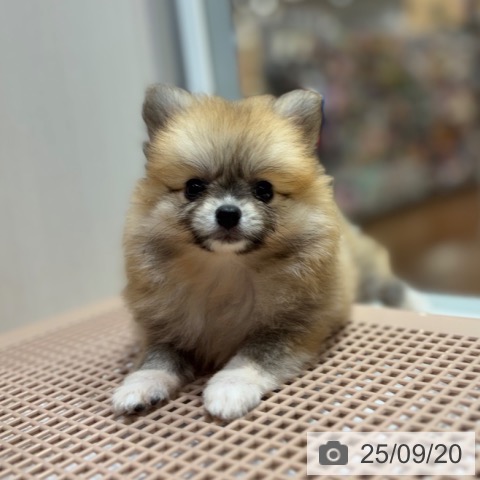 ポメラニアンの写真