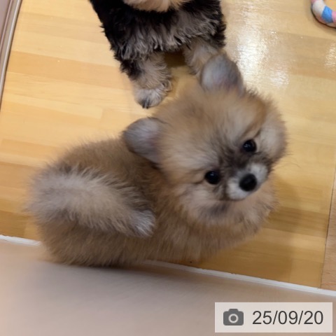 ポメラニアンの写真
