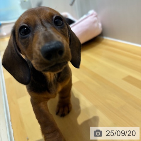 ミニチュア・ダックスフンドの写真