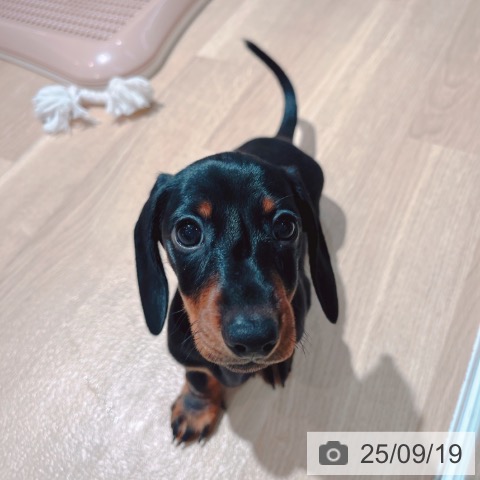 ミニチュア・ダックスフンドの写真