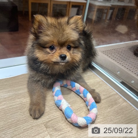 ポメラニアンの写真