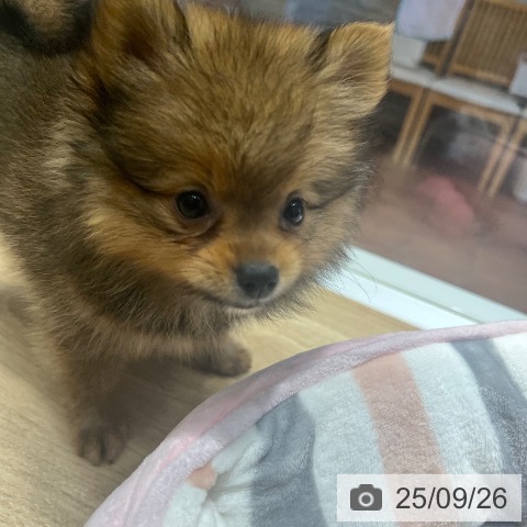 ポメラニアンの写真