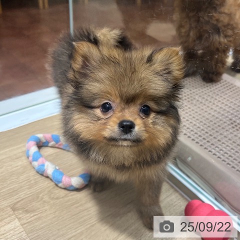 ポメラニアンの写真