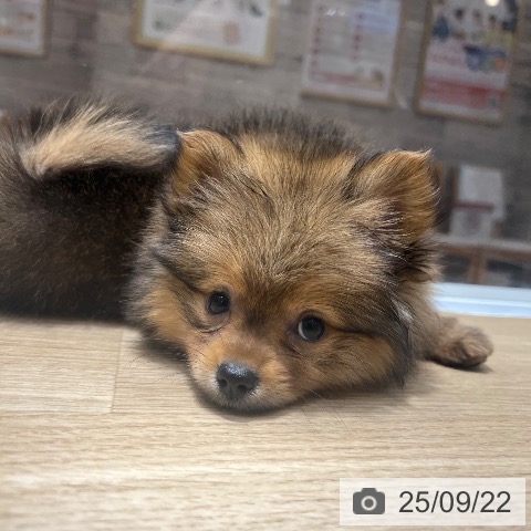 ポメラニアンの写真