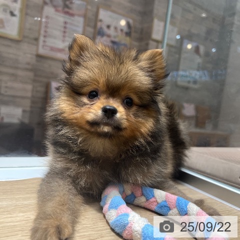 ポメラニアンの写真