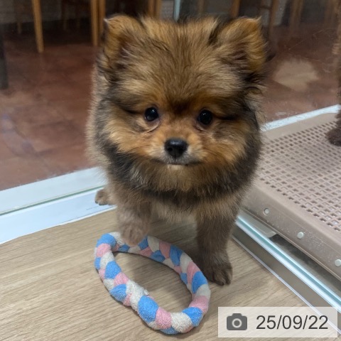 ポメラニアンの写真