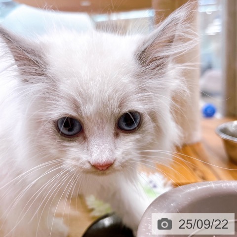 ラグドールの写真