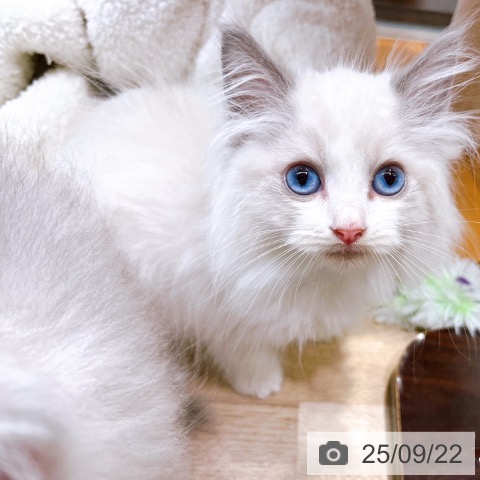 ラグドールの写真