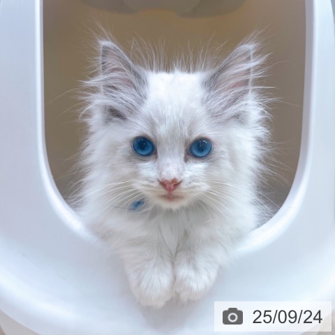 ラグドールの写真