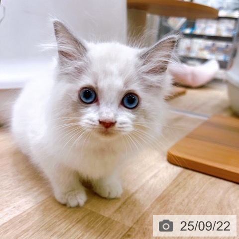 ラグドールの写真