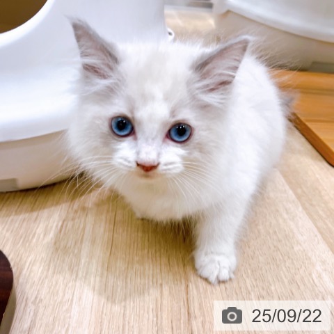 ラグドールの写真