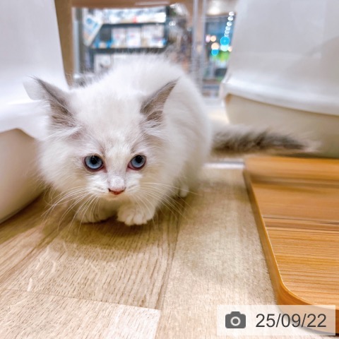 ラグドールの写真
