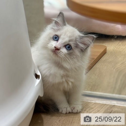 ラグドールの写真