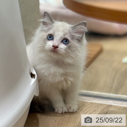 ラグドールの写真