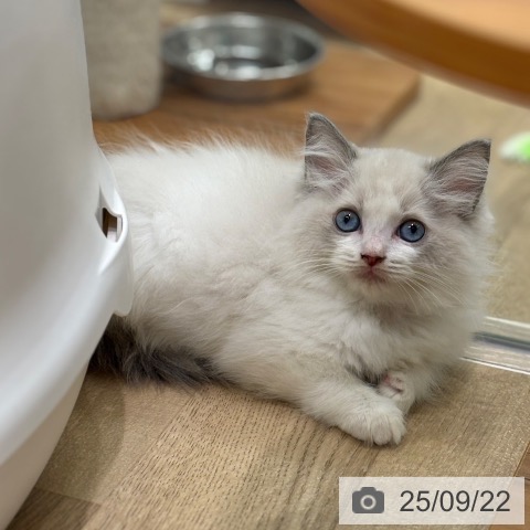 ラグドールの写真