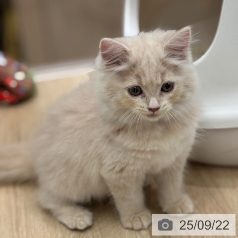 ラガマフィンの写真