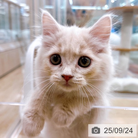ラガマフィンの写真