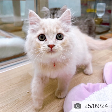 ラガマフィンの写真