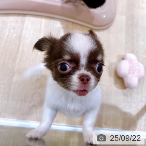 チワワの写真