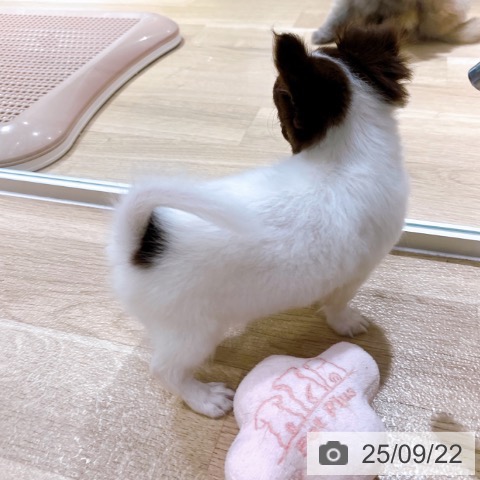チワワの写真