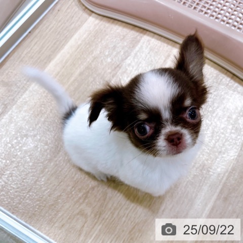 チワワの写真