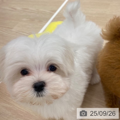 マルチーズの写真