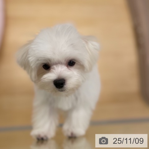 マルチーズの写真