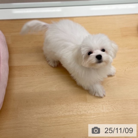 マルチーズの写真