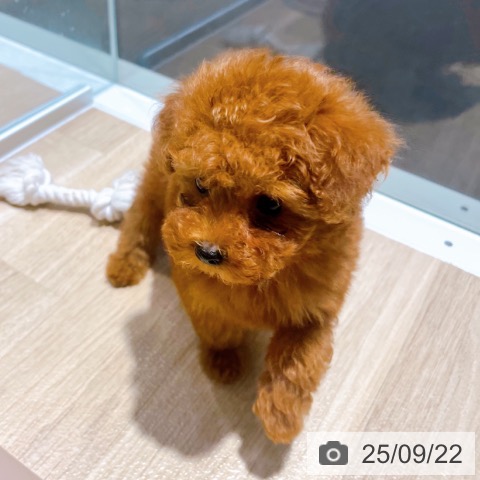 トイ・プードルの写真