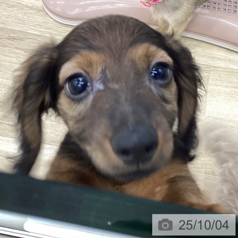 ミニチュア・ダックスフンドの写真