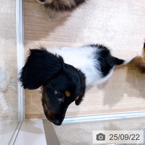 ミニチュア・ダックスフンドの写真