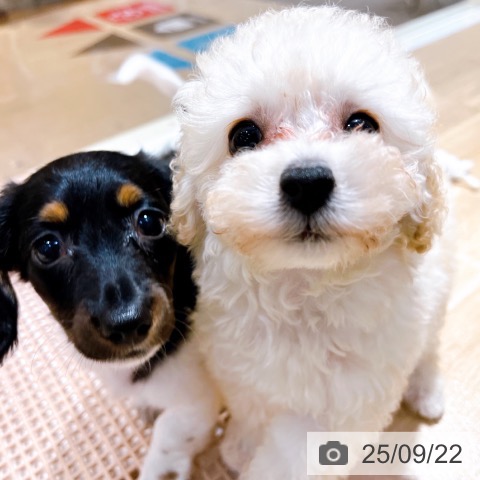 ミニチュア・ダックスフンドの写真