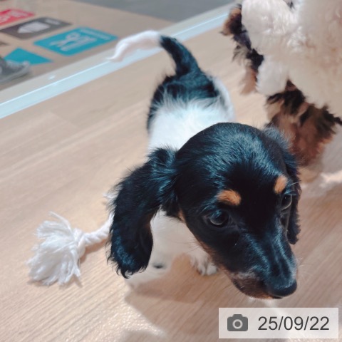 ミニチュア・ダックスフンドの写真