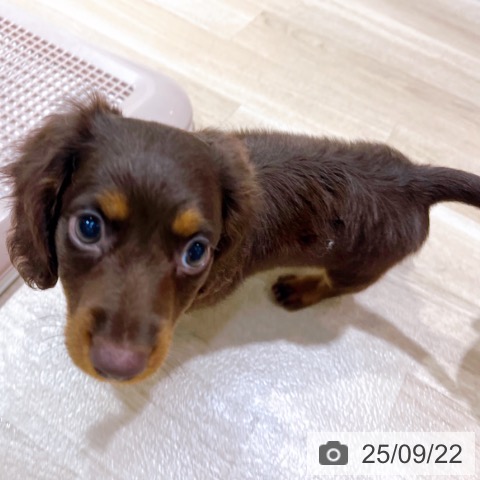 ミニチュア・ダックスフンドの写真