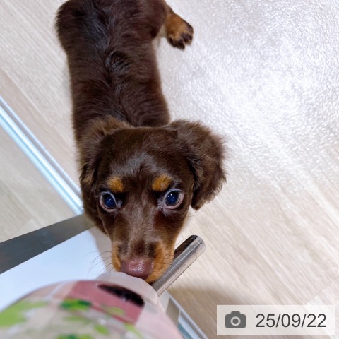 ミニチュア・ダックスフンドの写真