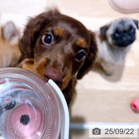 ミニチュア・ダックスフンドの写真