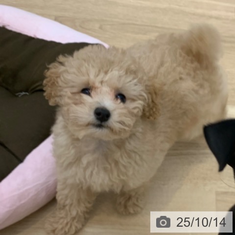 トイ・プードルの写真