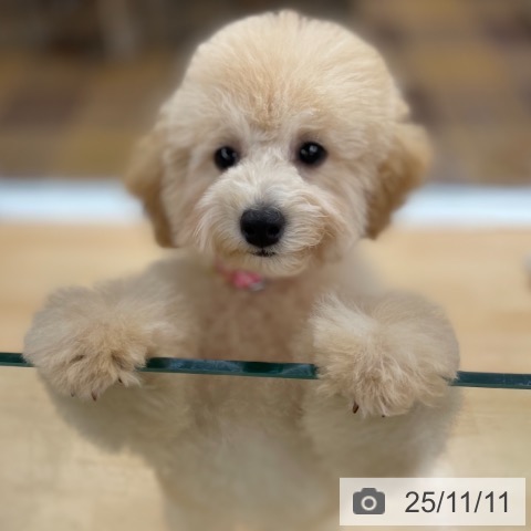 トイ・プードルの写真