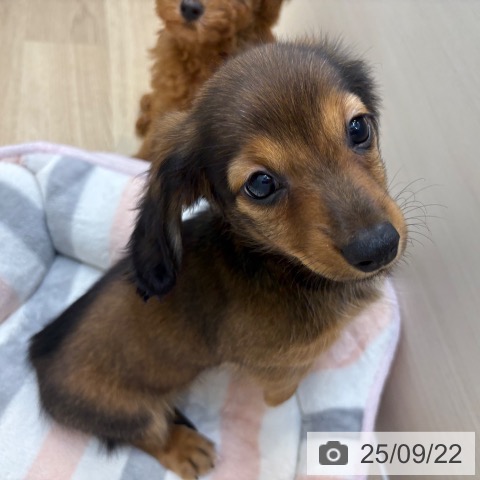 ミニチュア・ダックスフンドの写真