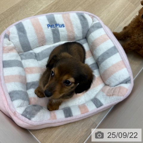 ミニチュア・ダックスフンドの写真